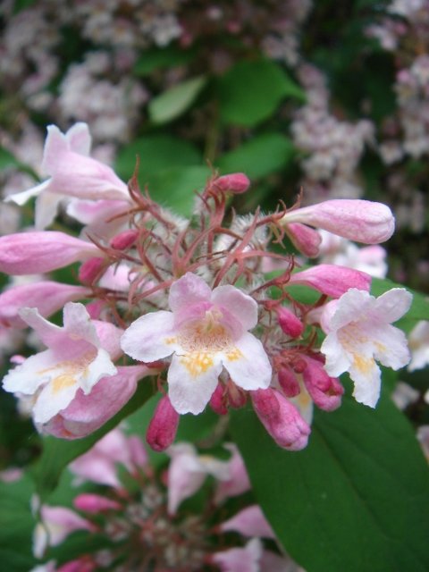 Kolkwitzia amabilis 'Pink Cloud' P6
